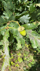 Quercus robur