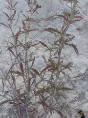 Scrophularia cretacea