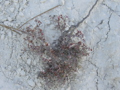 Asperula tephrocarpa