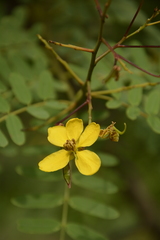 Senna montana