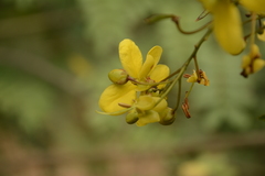 Senna montana