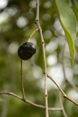 Syzygium nervosum