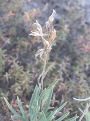 Onosma tanaitica