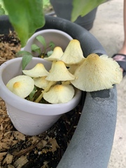Leucocoprinus birnbaumii image