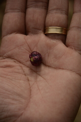 Syzygium nervosum