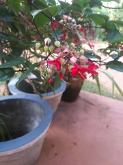 Clerodendrum thomsoniae