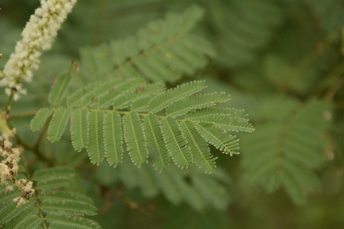 Image of Senegalia chundra by (c) Siddarth Machado, some rights reserved (CC BY)