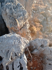 Drimia numidica
