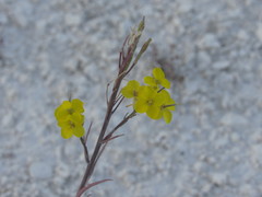 Erysimum ucranicum