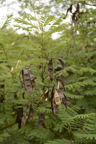 Image of Senegalia chundra by (c) Siddarth Machado, some rights reserved (CC BY)
