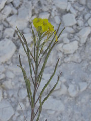 Erysimum ucranicum