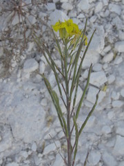 Erysimum ucranicum