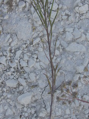 Erysimum ucranicum