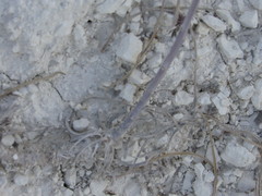 Erysimum ucranicum