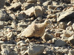 Pterocles orientalis