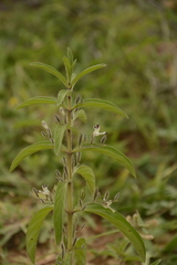 Andrographis echioides