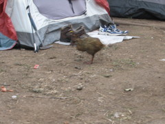 Gallirallus australis hectori