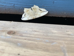 Antepione thisoaria