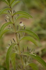 Andrographis echioides