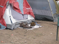 Gallirallus australis hectori