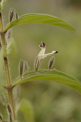 Andrographis echioides