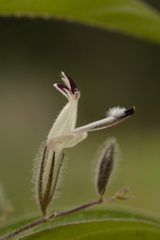 Andrographis echioides