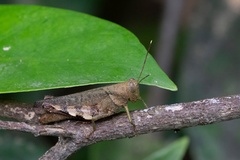 Xenocatantops brachycerus