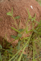 Chamaecrista pumila