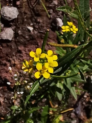 Erysimum cheiranthoides