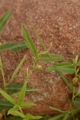 Chamaecrista pumila