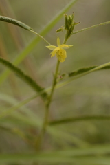 Chamaecrista pumila