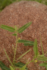 Chamaecrista pumila