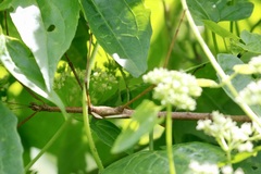Stephanacridini