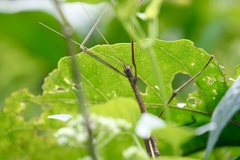 Stephanacridini
