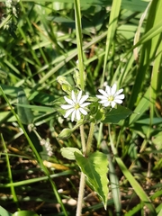 Stellaria aquatica