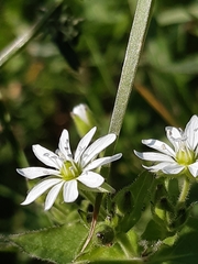 Stellaria aquatica