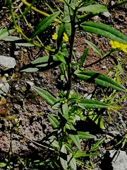 Erysimum cheiranthoides
