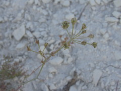 Pimpinella titanophila