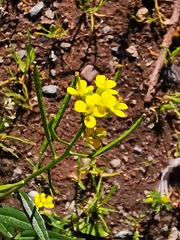 Erysimum cheiranthoides