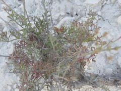 Pimpinella titanophila