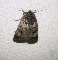 Thoracolopha flexirena