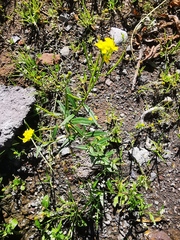 Erysimum cheiranthoides