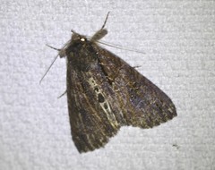 Ercheia