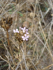 Petrorhagia prolifera