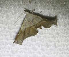 Esthlodora versicolor