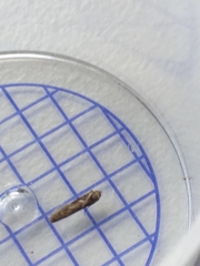 Blastobasis adustella