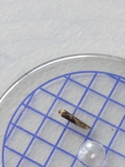 Blastobasis adustella