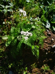 Achillea millefolium