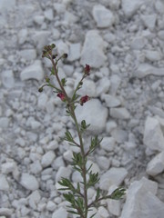 Scrophularia cretacea