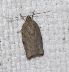 Euchaetis inceptella
